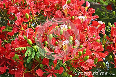 Blazing flame tree delonix regia flowers Stock Photo