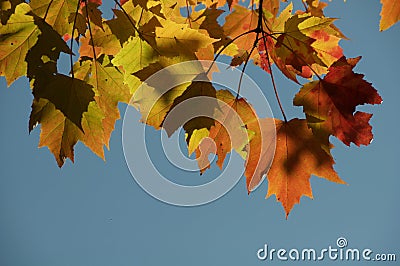 Blazing Orange Autumn Leaves on Branch Stock Photo