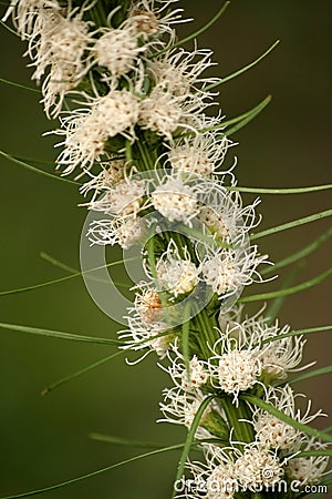 Blazing star #2 Stock Photo