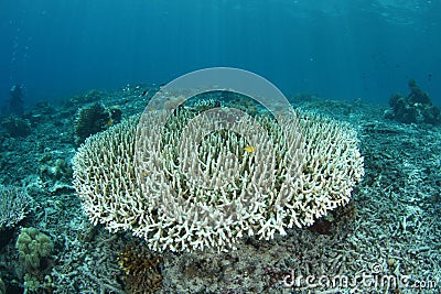 Bleaching coral Stock Photo