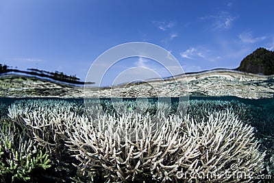 Bleaching Corals in Indonesia Stock Photo