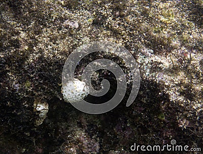 Bleaching corals in Seychelles Stock Photo