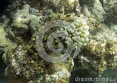 Bleaching corals in Seychelles Stock Photo