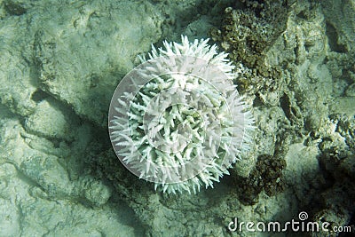 The bleaching corals in Seychelles sea Stock Photo