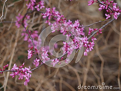 Red Buds Await Their Curtain Call Stock Photo
