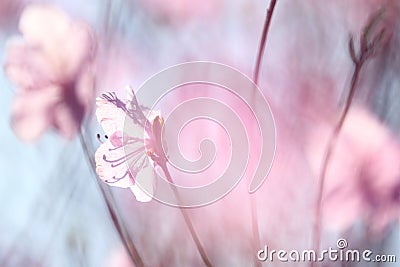 A blear pink azalea Stock Photo