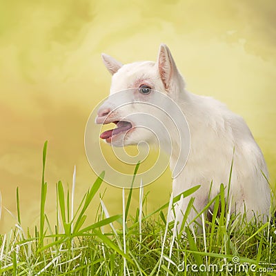 Bleating baby milk goat Stock Photo