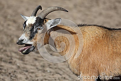 Bleating Goat Stock Photo