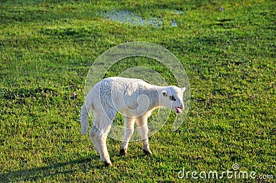 Bleating lamb on the meadow Stock Photo