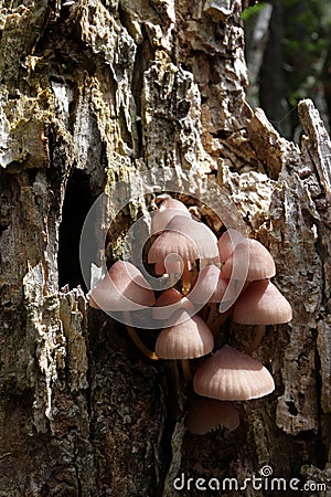 Bleeding fairy helmet or bleeding Mycena Stock Photo