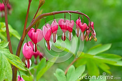 Bleeding Heart flower Stock Photo