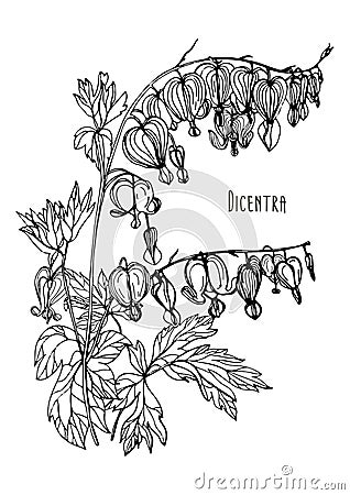 Bleeding Heart flower. Hand drawn black and white vector illustration with blooming dicentra flower. Vector Illustration