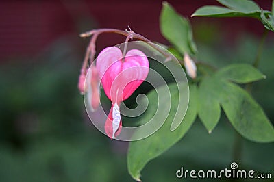 Bleeding heart flower, pink rose garden. Dicentra plant. Love spirit in the nature, beautiful romantic photo. Fall in love flower Stock Photo