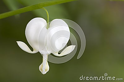 Bleeding heart flower Stock Photo