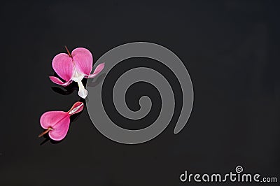 Bleeding heart flower still life with copy space Stock Photo