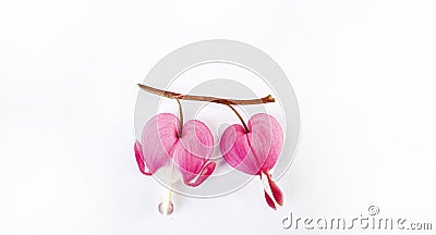 bleeding heart flower on white background Stock Photo