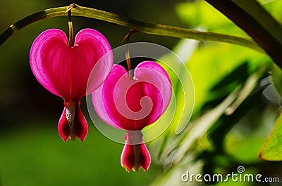 Bleeding Heart Stock Photo