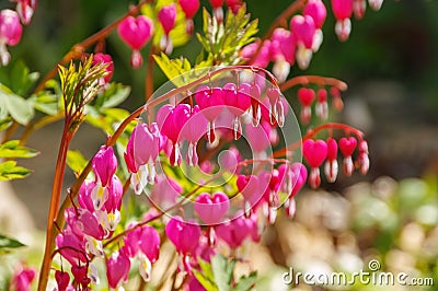 Bleeding heart, Lamprocapnos spectabilis Stock Photo