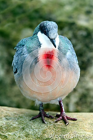 Bleeding Heart Pigeon Stock Photo