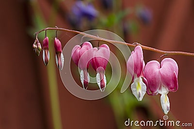 Bleeding heart Stock Photo