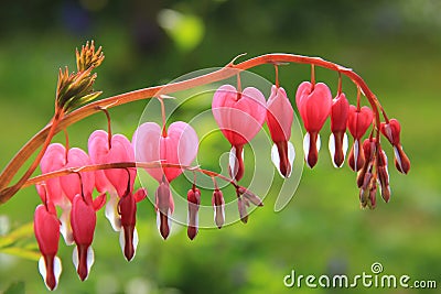 Bleeding heart plant, full bloom Stock Photo