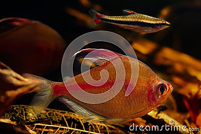 Bleeding heart tetra male and golden pencilfish friendly neighbour, neon glowing colors, Rio Negro endemic fish Stock Photo
