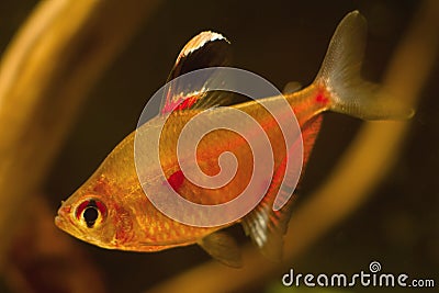 Bleeding heart tetra, popular ornamental blackwater fish from Rio Negro, young male in bright colors show off in low light tannin Stock Photo