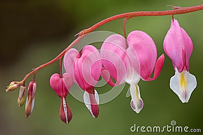 Bleeding Hearts Stock Photo