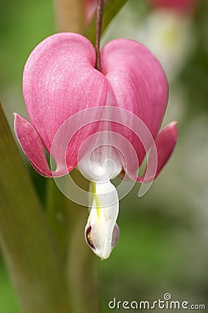 Bleeding Hearts - Dicentra spectabilis Stock Photo