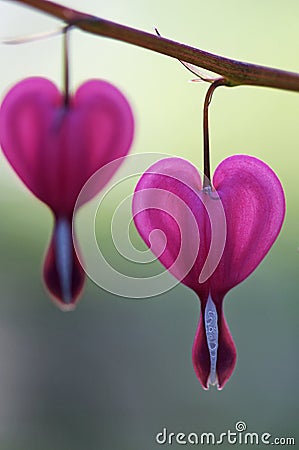 Bleeding Hearts - Dicentra spectabilis Stock Photo