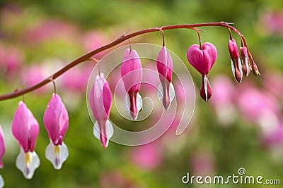 Bleeding Hearts flower in the garden Stock Photo