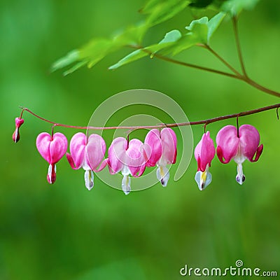 Bleeding Hearts Square Stock Photo