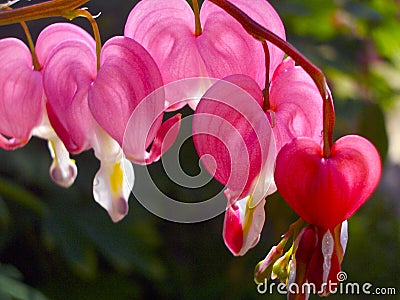 Bleeding Hearts Stock Photo