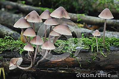 Bleeding Mycena or Burgundydrop Bonnet Stock Photo