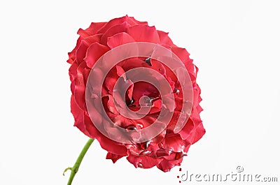 Bleeding rose Stock Photo