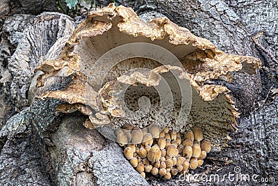 This Bleke borstelkurkzwam Coriolopsis trogii hangs like a shelter above a group of Glimmerinktzwammen Coprinellus truncorum o Stock Photo