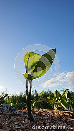 A blend of the exotic green plants color in the charming blue sky background. Draw a warm tropical climate. Stock Photo