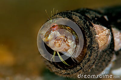 Blenny in a Bottle Stock Photo