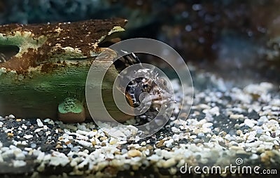 Blepsias cirrhosus, the silverspotted sculpin fish hiding Stock Photo