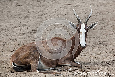 Blesbock Damaliscus pygargus phillipsi. Stock Photo