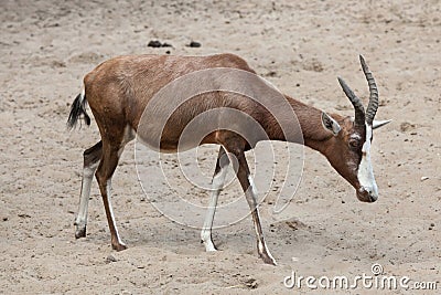 Blesbock Damaliscus pygargus phillipsi. Stock Photo