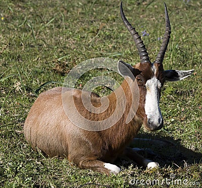 Blesbok Stock Photo