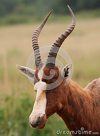 Blesbok antelope Stock Photo