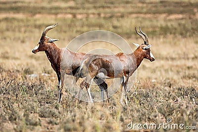Blesbok Antelope Stock Photo