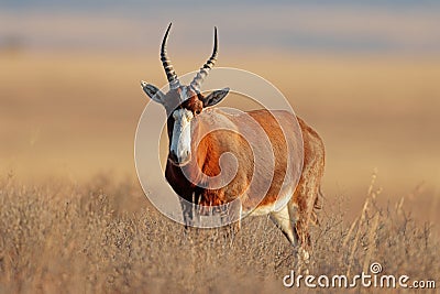 Blesbok antelope standing in grassland Stock Photo