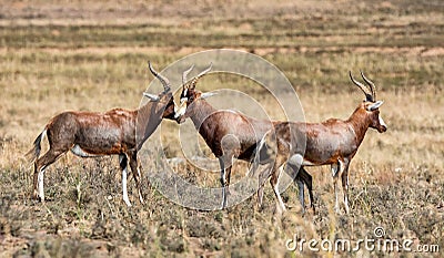 Blesbok Antelope Stock Photo
