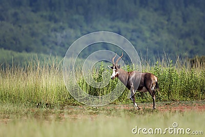 Blesbuck in Mlilwane wildlife sanctuary, Swaziland Stock Photo