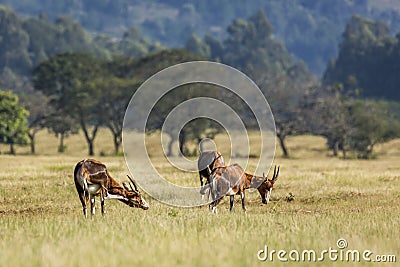 Blesbuck in Mlilwane wildlife sanctuary, Swaziland Stock Photo