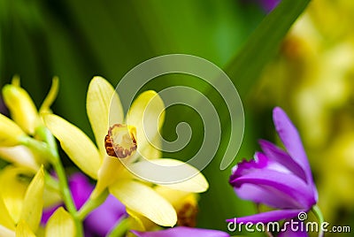 Bletilla striata and Phaius flavus Stock Photo