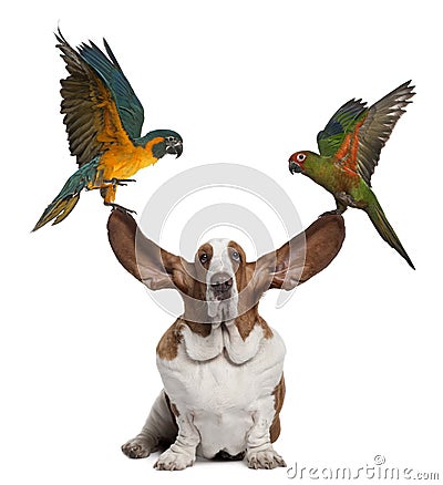 Bleu throated Macaw and Golden capped parakeet Stock Photo